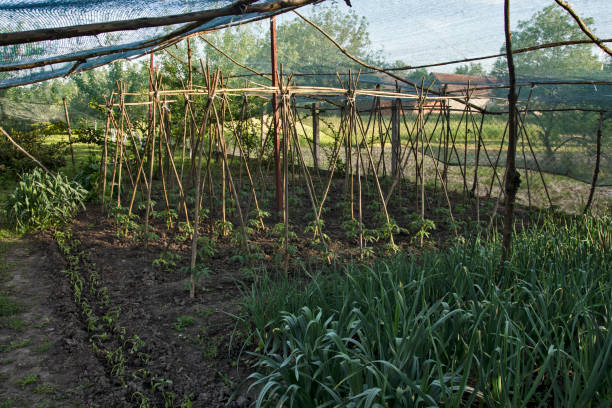 istock Planted tomatoes in the garden 1223793107