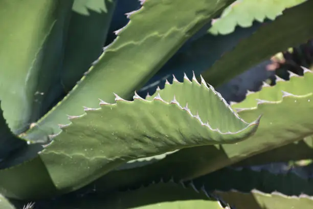 Green succulent aloe plant in Southern California.