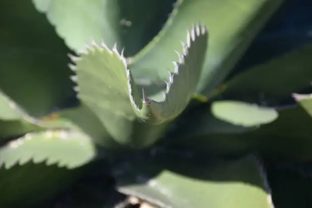 Sharp prickly thorns along the edges of an aloe leaf.