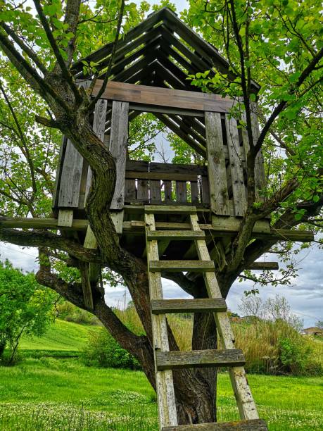 istock wooden cottage on the tree 1223794293
