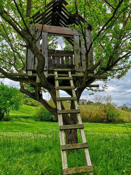 istock wooden cottage on the tree 1223794296