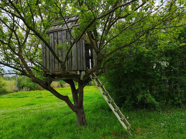 istock wooden cottage on the tree 1223794313