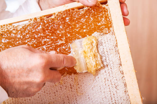 istock The process of extracting honey from bee honeycombs 1223794320