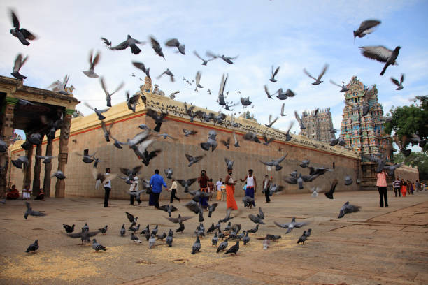 Madurai, India - November 25,2012: Hindu devotees visit the Meenakshi temple when a flock of doves fly around in Madurai,Tamil Nadu, India.