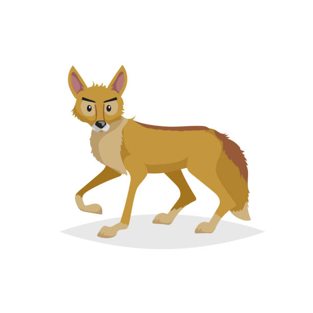 jackal Illustrations to Download for Free | FreeImages