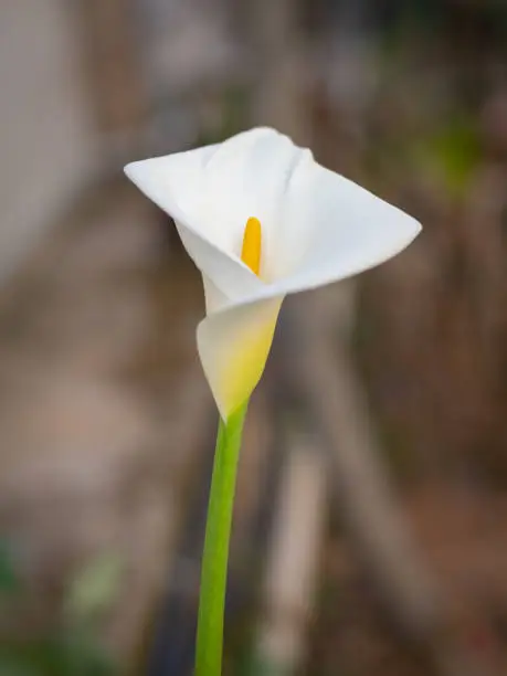 Calla Lily (Zantedeschia aethiopica) white flower