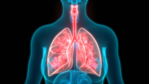 istock Human Respiratory System Lungs Anatomy 1223795097