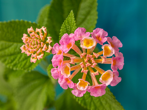 Macro shot of a vibrant, multi-colored flower head of a Lantana Flower (Lantana Camara), photographed against a wood turquoise colored background. This beautiful flower has tiny florets that open up like parcels in a round ball-like formation and attracts an abundance of insects being not only colorful but emitting a very strong scent. The flower is found in various color combinations and in tropical climates across the world. It is very common in Southeast Asia.