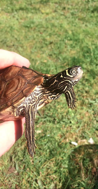 istock Mississippi map turtle enjoying the sun 1223795346