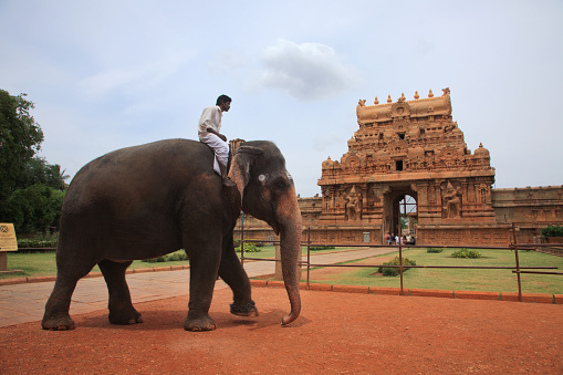 Thanjavur, India -July 31,2102 :A temple elephant, guided by its mahout, walks on the premises of Brihadeeswarar temple in Thanjavur,Tamil Nadu, India.