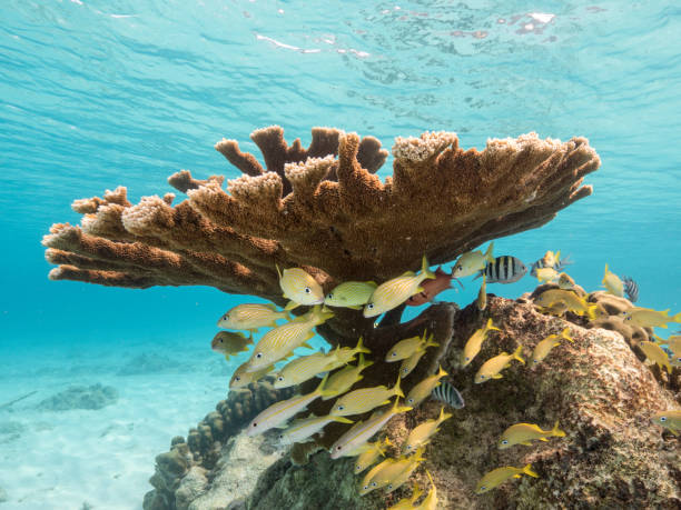 zeegezicht in ondiep water van koraalrif in caraïbische zee / curaçao met elkhorn koraal en yellowtail snapper - acropora palmata stockfoto's en -beelden