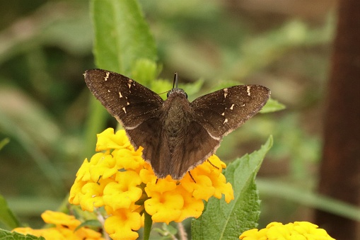 Close-up of a Southern Cloudywing Skipper butterfly, sipping nectar from a yellow lantana flower bloom.