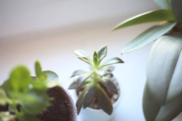 istock Indoor plant on white table and white wall 1223797538