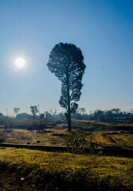Pine Tree Forests near patnitop, nathatop jammu India