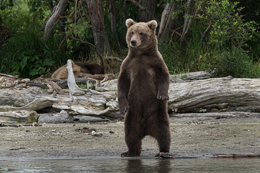 This image of a wild brown bear standing up and looking for a Salmon fishes in the river was taken in the far east of Kamchatka peninsula, Russia.