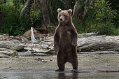 Brown bear standing out and looking his next snack in the wild Kamchatka, far east Russia