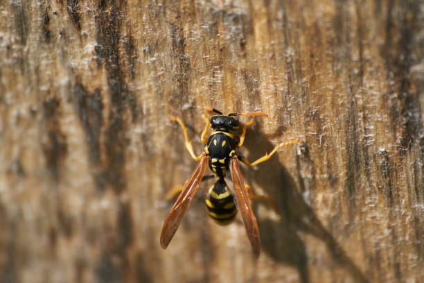 istock Close-up of a wasp 1223799908