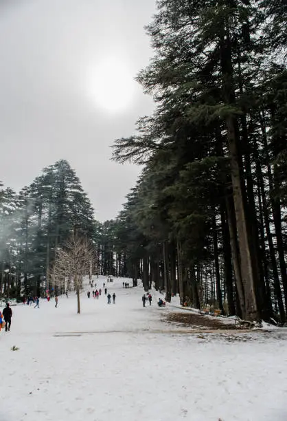 Photo of Pine Tree Forests near patnitop, nathatop jammu India