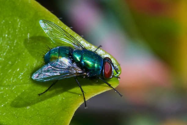 istock Close-up of a fly 1223800680