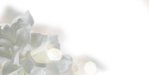 istock Fresh lilac flowers 1223800914