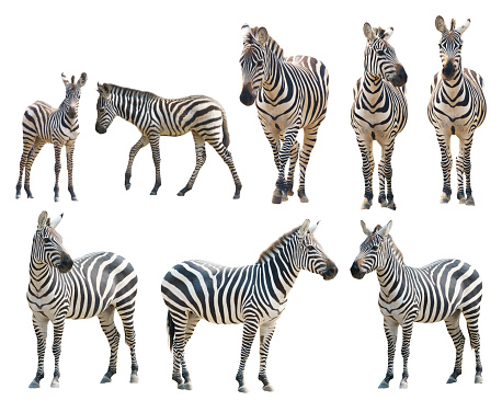 a yawning zebra with a funny face isolated on white background