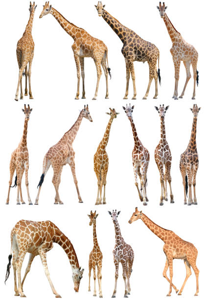 istock adult and young giraffe isolated on white background 1223801606
