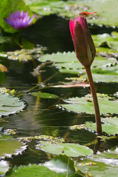 Stock photo showing pink buds of water lilies enjoying the strong midday sunshine.  These plants are growing in crystal clear, filtered shallow water, within a landscaped ornamental water garden.