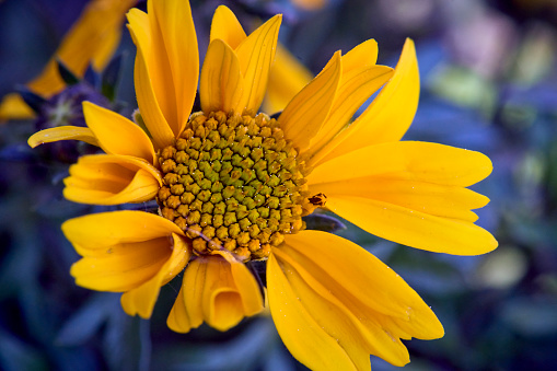 Macro photography, yellow flower