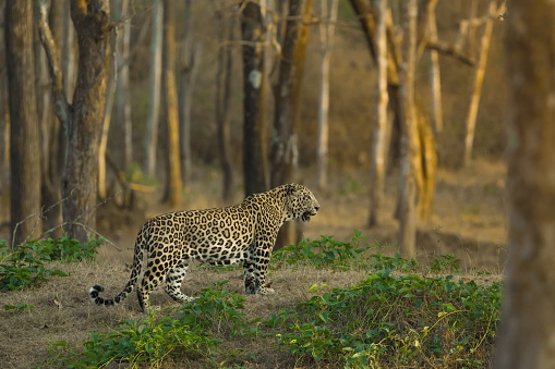 Leopard in woods with beautiful golden yellow light, with green leaves in background.