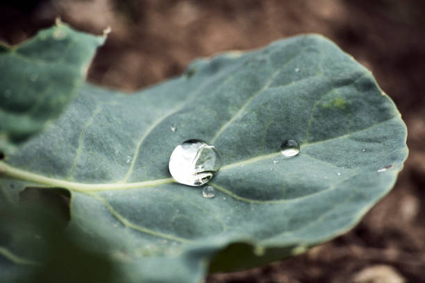 Macro photography, water drop on a cauliflower leaf