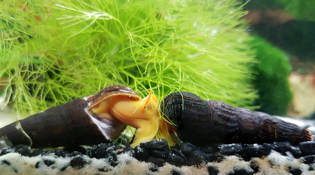 istock Two Tylomelania snails snuggle up 1223802006