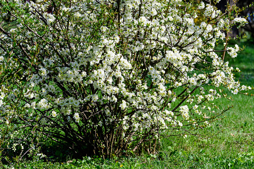 Close up many delicate white blossoms of white Chaenomeles japonica shrub, commonly known as Japanese or Maule's quince in a sunny spring garden, beautiful Japanese blossoms floral background, sakura