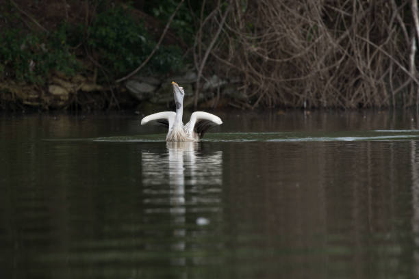 spot billed pelican in water - pelican landing imagens e fotografias de stock