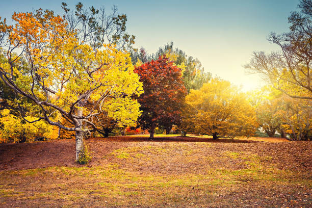 istock Autumn scene with colourful trees in Adelaide Hills 1223805760