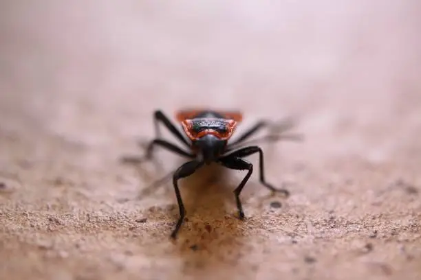 Macro close up of isolated firebug (pyrrhocoris apterus) - Germany