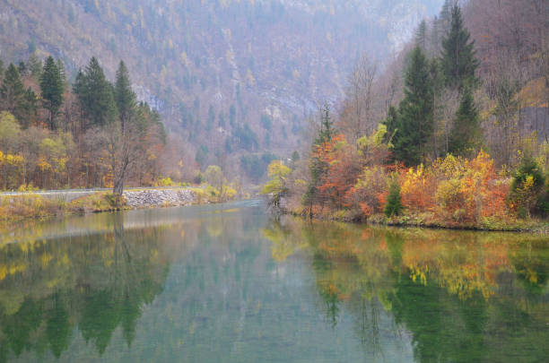 istock Colourful forest at slovenia during autumn time. 1223807475