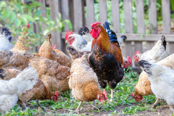 istock feathered chicken and rooster on grazing 1223808132