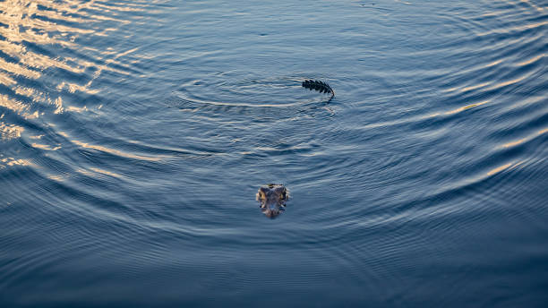 portrait  alligator on the white background