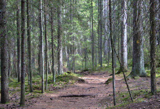 istock Forest road in the nature reserve 1223809434
