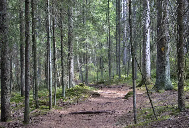 Nature trail in Sorlampi, Espoo, Finland: The nature trails passes through forests, rocks, valleys and water rapids mainly in the nature reserve.