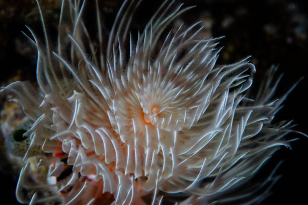 istock Wispy Tentacles of Feather Duster Worm 1223809983