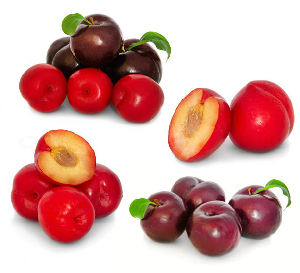 istock plums on a big background, isolate. bright plums black or red without background. 1223810765