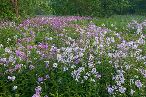 Spring landscape of a meadow of Dame's Rockets in bloom, Michigan, USA