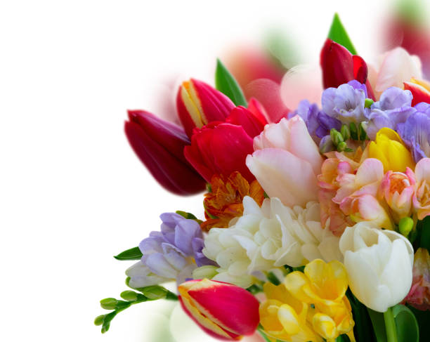 istock fresh tulips flowers 1223811294
