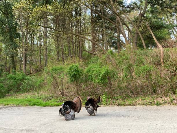 istock Two Tom Turkeys by the Side of the Road   iPhone 1223811321