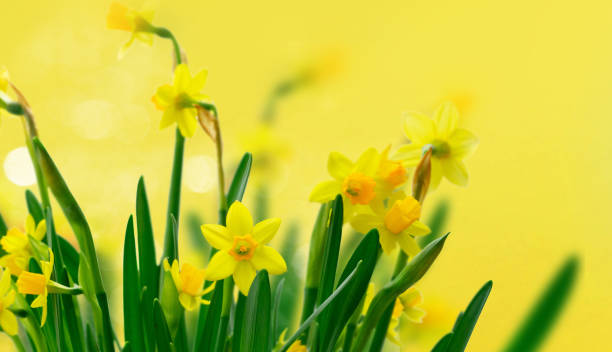 istock Yellow daffodil flowers 1223811365