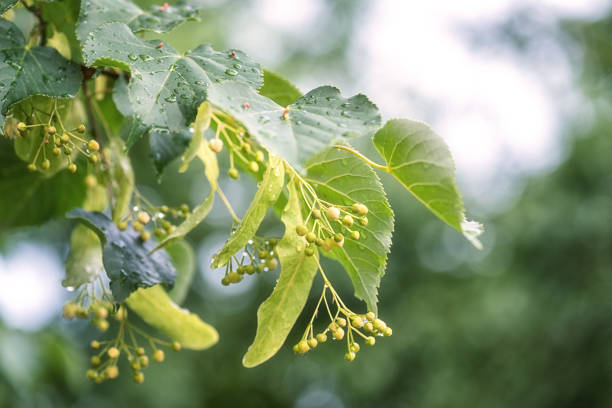 リンデンの花、柔らかい白い花、雨の後の新鮮な緑の葉、屋外の背景 - リンデン ストックフォトと画像