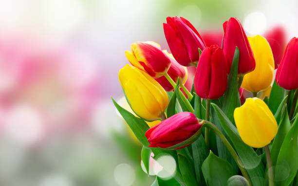 istock fresh tulips flowers 1223813030