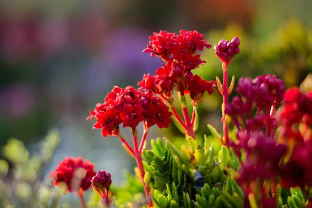 Colorful flowers of botanical garden and rose garden of Ooty Tamilnadu India