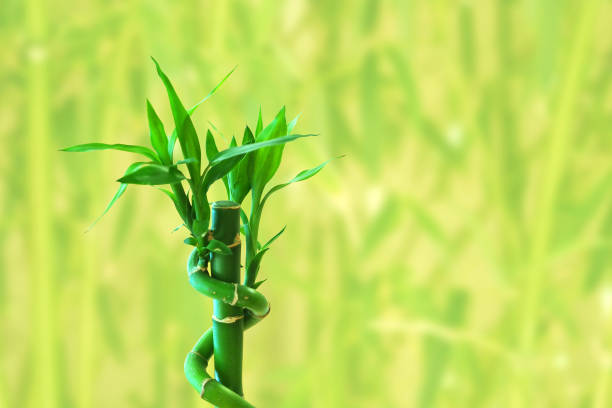bambu fresco atira no fundo verde - bamboo shoot leaf bamboo green - fotografias e filmes do acervo
